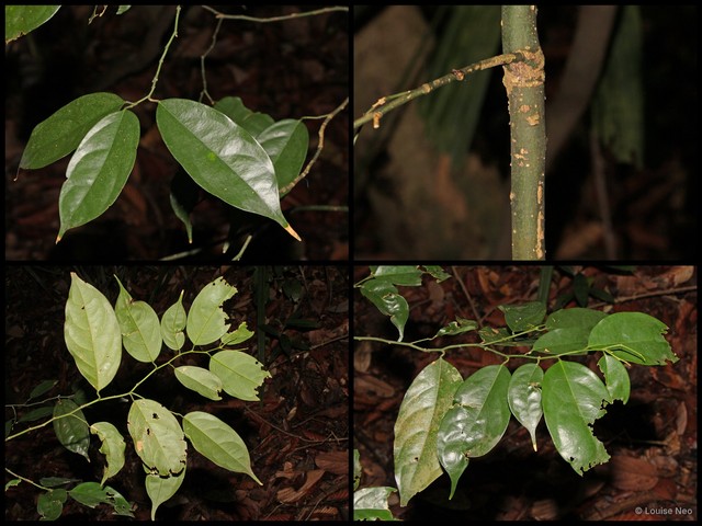 Xanthophyllum eurhynchum • © Louise Neo • All Rights Reserved