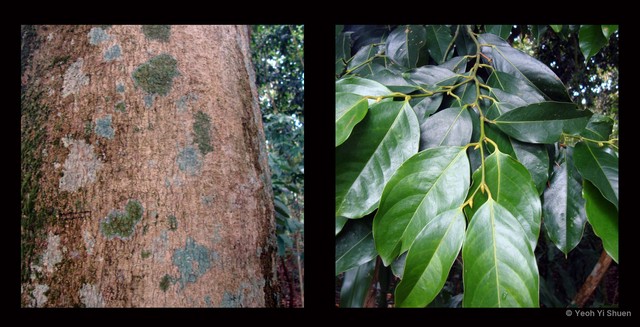 Xanthophyllum vitellinum • © Yeoh Yi Shuen • All Rights Reserved