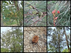 Casuarina equisetifolia