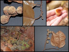 Castanopsis inermis (Lindl.) Benth. & Hook.f.