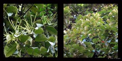 Castanopsis lucida