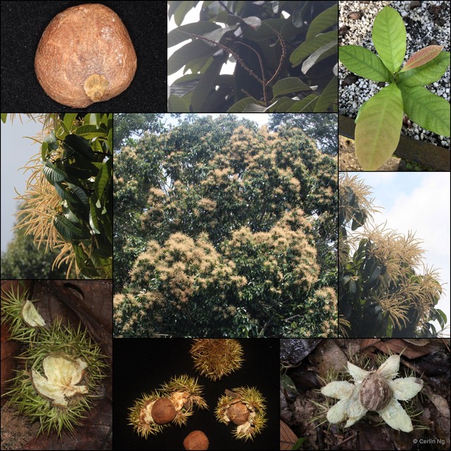 Castanopsis malaccensis • © Cerlin Ng • All Rights Reserved