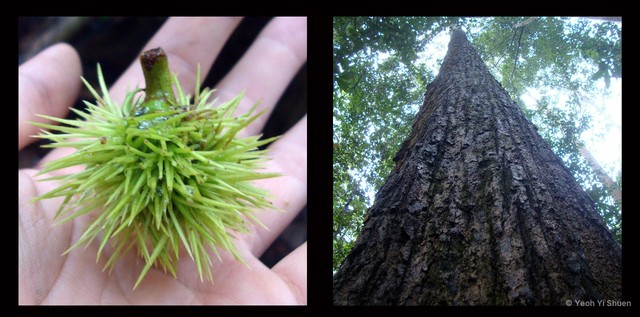 Castanopsis megacarpa • © Yeoh Yi Shuen • All Rights Reserved