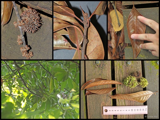 Castanopsis schefferiana • © Louise Neo • All Rights Reserved