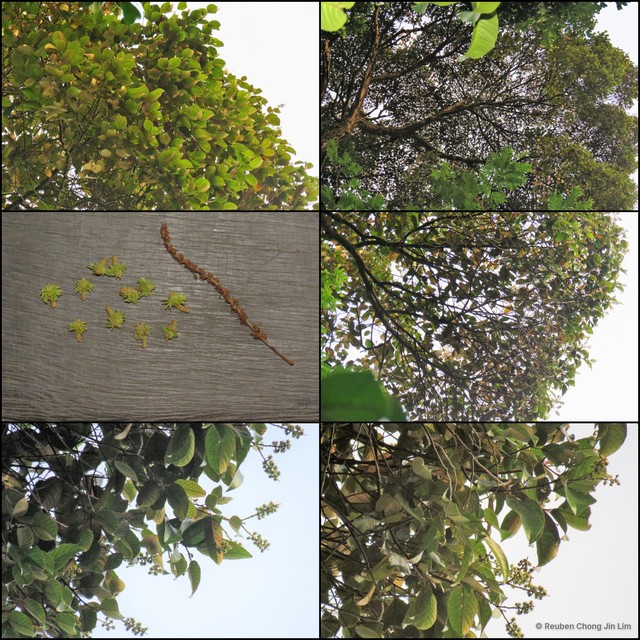 Castanopsis wallichii • © Reuben Chong Jin Lim • All Rights Reserved