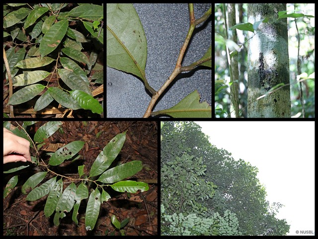 Lithocarpus bennettii • © NUSBL • All Rights Reserved