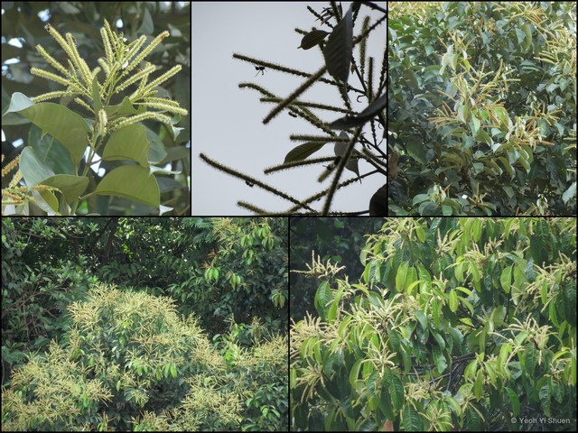 Lithocarpus cantleyanus • © Yeoh Yi Shuen • All Rights Reserved
