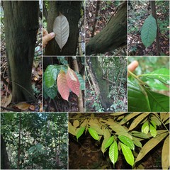 Lithocarpus conocarpus