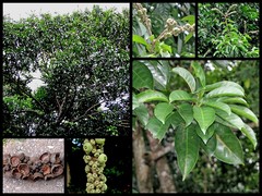 Lithocarpus elegans