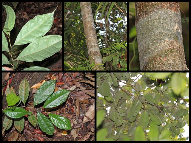 Lithocarpus encleisacarpus • © NUSBL • All Rights Reserved