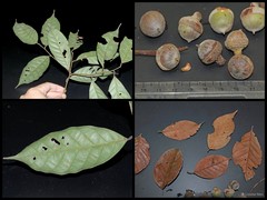 Lithocarpus ewyckii
