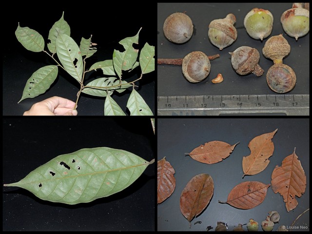 Lithocarpus ewyckii • © Louise Neo • All Rights Reserved