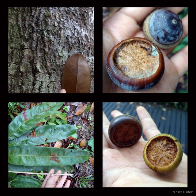 Lithocarpus lucidus • © Yeoh Yi Shuen • All Rights Reserved