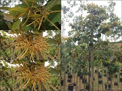 Lithocarpus sundaicus (Blume) Rehder