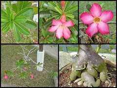 Adenium obesum (Forssk.) Roem. & Schult.