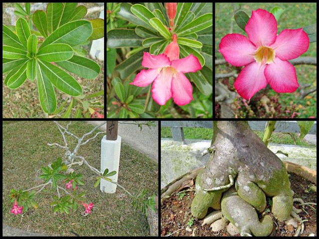Adenium obesum • © Ong Kwan Han • All Rights Reserved