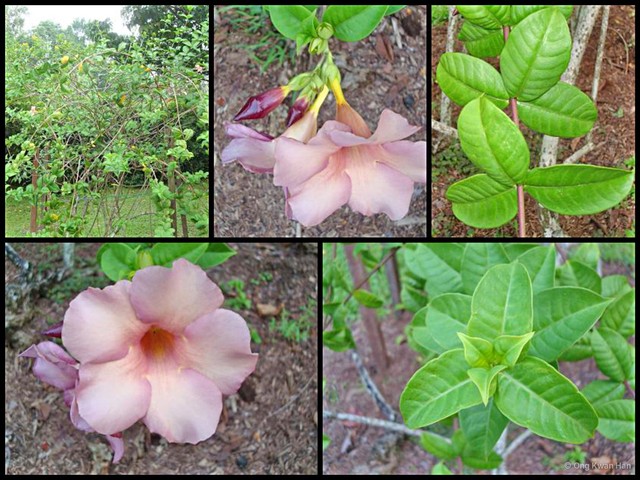 Allamanda blanchetii • © Ong Kwan Han • All Rights Reserved