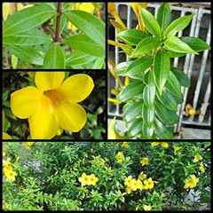 Allamanda cathartica