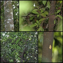 Alstonia angustifolia