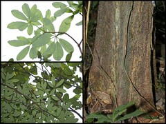 Alstonia angustiloba