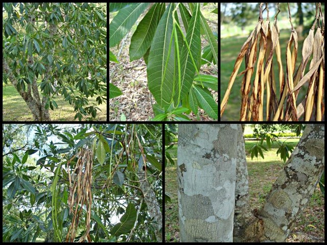 Alstonia macrophylla • © Ong Kwan Han • All Rights Reserved