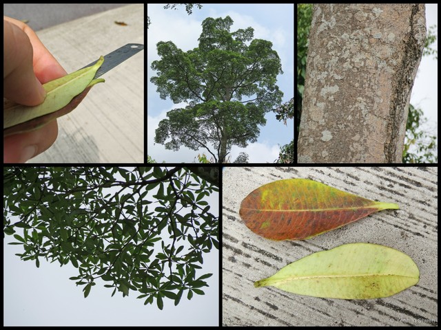 Alstonia pneumatophora • © Yeoh Yi Shuen • All Rights Reserved
