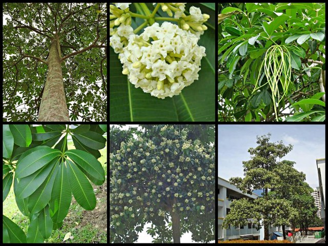 Alstonia scholaris • © Ong Kwan Han • All Rights Reserved