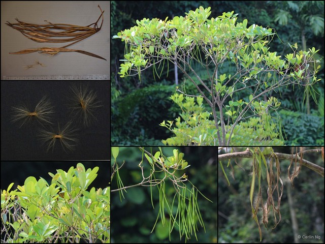 Alstonia spatulata • © Cerlin Ng • All Rights Reserved