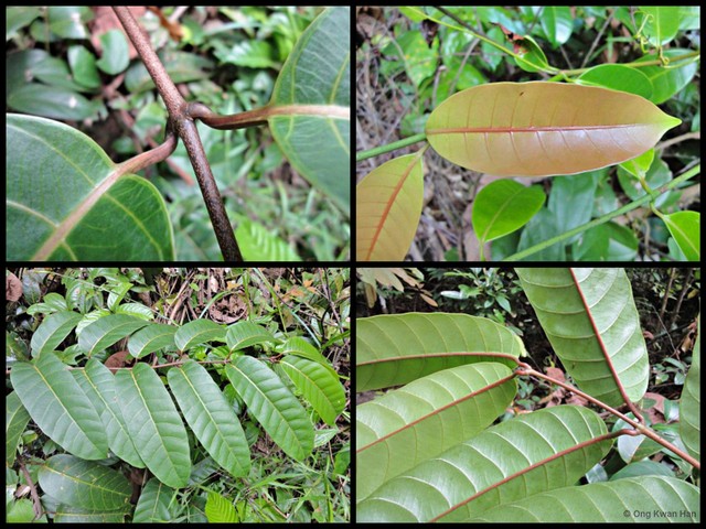 Anodendron candolleanum • © Ong Kwan Han • All Rights Reserved