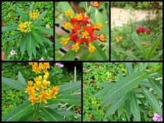 Asclepias curassavica