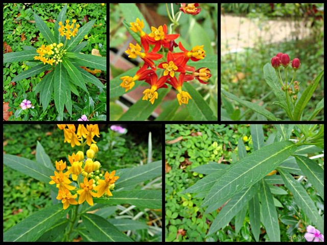 Asclepias curassavica • © Ong Kwan Han • All Rights Reserved