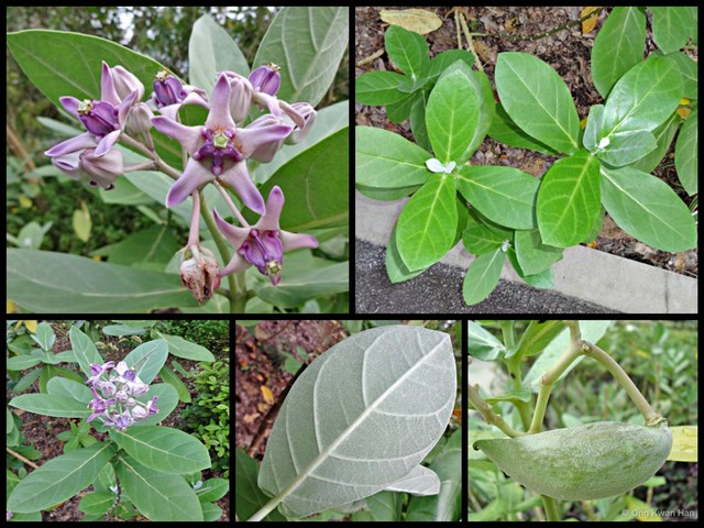 Calotropis gigantea • © Ong Kwan Han • All Rights Reserved