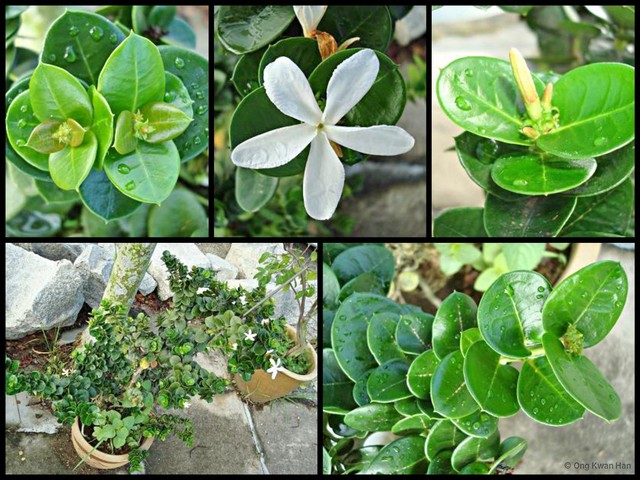 Carissa macrocarpa • © Ong Kwan Han • All Rights Reserved