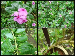 Catharanthus roseus