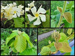 Chonemorpha fragrans (Moon) Alston