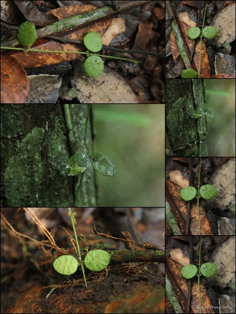 Dischidia hirsuta • © Ang Wee Foong • All Rights Reserved