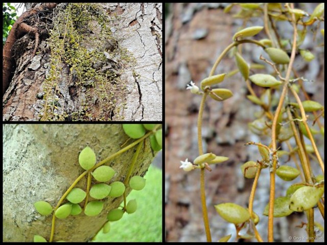 Dischidia nummularia • © Ong Kwan Han • All Rights Reserved