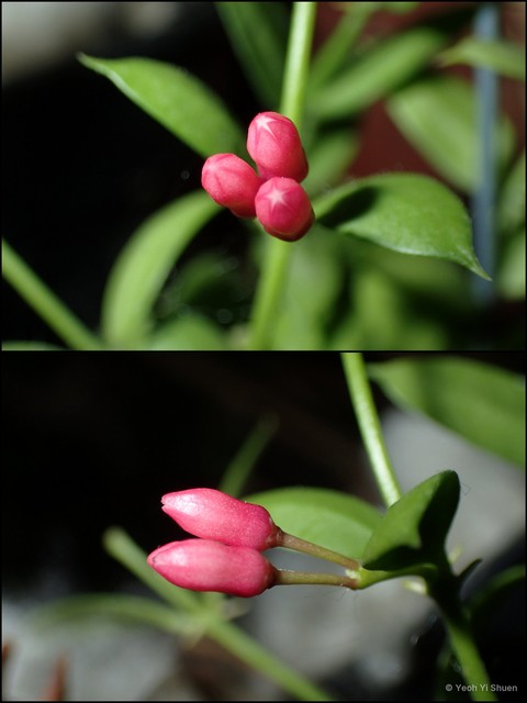 Dischidia pectenoides • © Yeoh Yi Shuen • All Rights Reserved