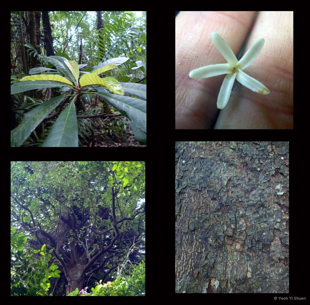 Dyera costulata • © Yeoh Yi Shuen • All Rights Reserved