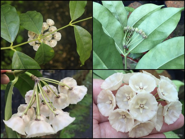 Hoya campanulata • © Cerlin Ng • All Rights Reserved