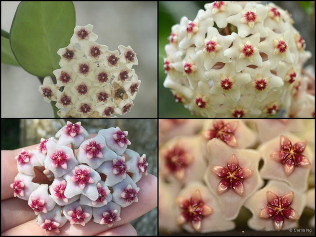 Hoya carnosa • © Cerlin Ng • All Rights Reserved