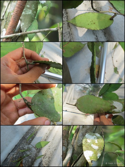 Hoya caudata • © Yeoh Yi Shuen • All Rights Reserved