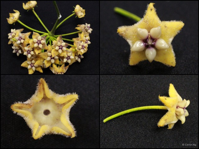 Hoya coriacea • © Cerlin Ng • All Rights Reserved