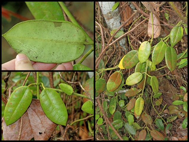 Hoya coronaria • © Louise Neo • All Rights Reserved