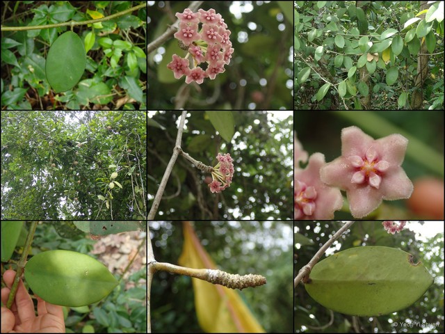 Hoya diversifolia • © Yeoh Yi Shuen • All Rights Reserved