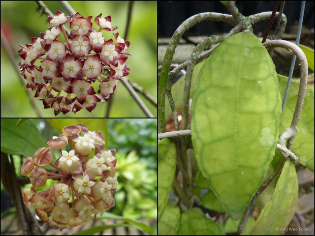 Hoya finlaysonii • © Ang Wee Foong • All Rights Reserved