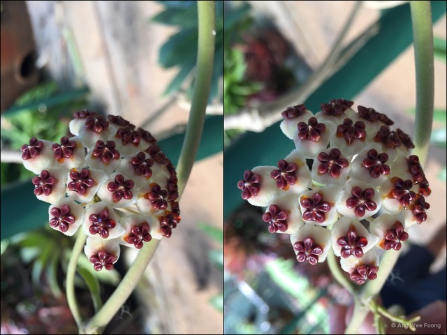 Hoya kerrii • © Ang Wee Foong • All Rights Reserved