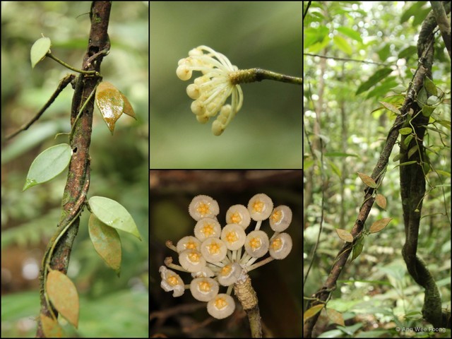 Hoya lacunosa • © Ang Wee Foong • All Rights Reserved