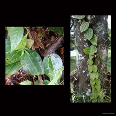 Hoya latifolia