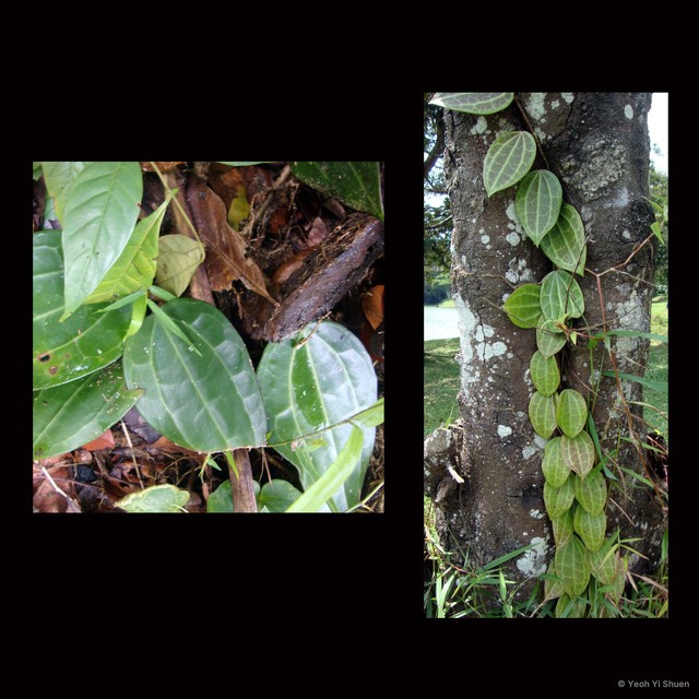 Hoya latifolia • © Yeoh Yi Shuen • All Rights Reserved